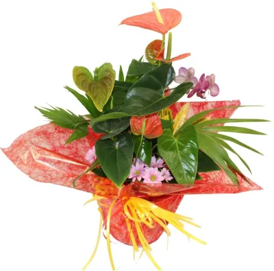 Centro de plantas con anthurium, mini orquídea, crisantemo rosa y palmera en papel rojo