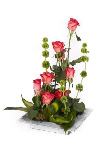 Composición moderna de rosas coral con molucella y hojas verdes sobre base rectangular