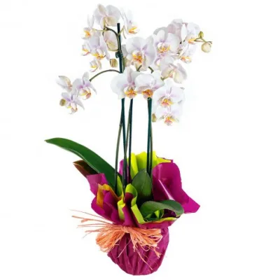 Orquídea Phalaenopsis blanca y rosada de varias varas con envoltorio fucsia y lazo de rafia