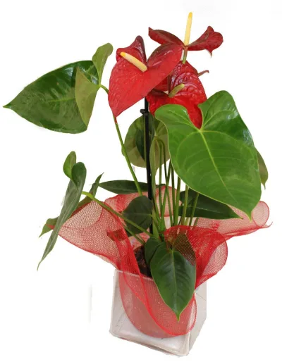 Planta de anthurium con flores rojas en maceta de cristal con malla roja