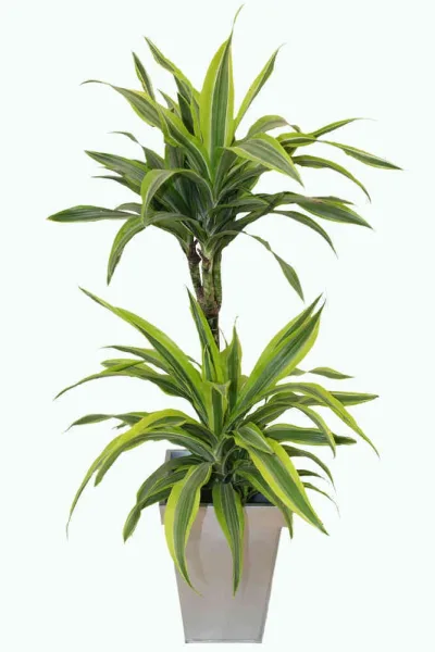 Planta de dracena con hojas verdes y amarillas en maceta metálica