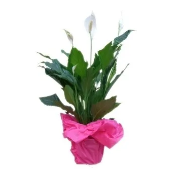 Planta de espatifilo con flores blancas y hojas verdes en envoltorio fucsia